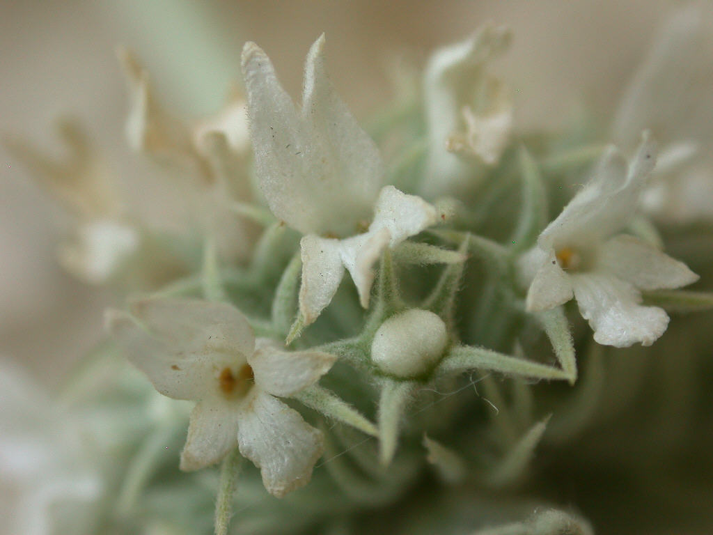 Marrubium incanum